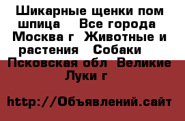 Шикарные щенки пом шпица  - Все города, Москва г. Животные и растения » Собаки   . Псковская обл.,Великие Луки г.